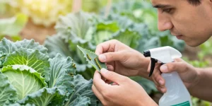 comment se débarrasser des chenilles qui mangent les feuilles